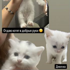 Котята в добрые руки