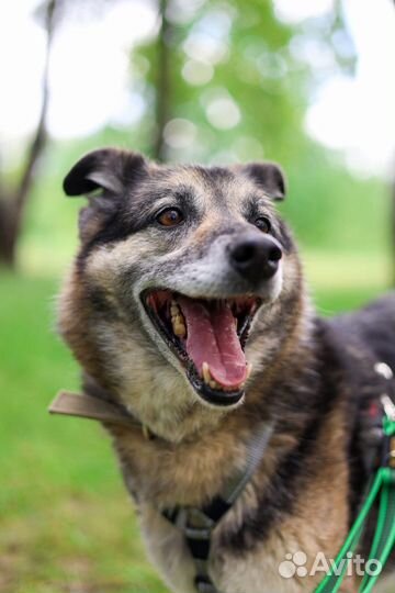 Пегас в семью