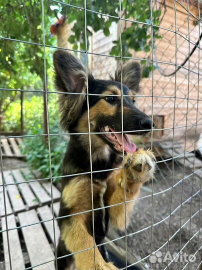 Метис немецкой овчарки