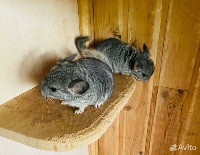 Шиншилла девочка