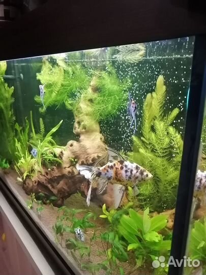 Аквариум с тумбой 250 литров