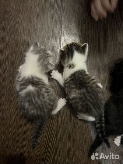 Котята от британской вислоухой кошки