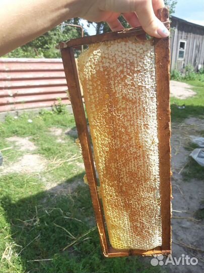 Мед и другие продукты пчеловодства