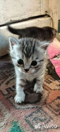 Шотландская вислоухая кошка бесплатно