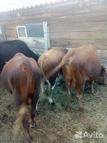 Бычки и быки