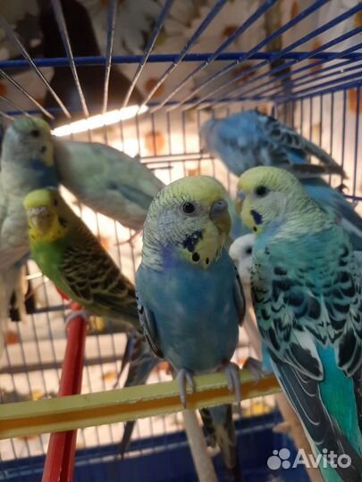 Молодые волнистые попугаи местного разведения
