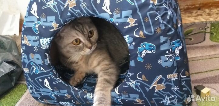 Кошка