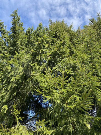 Участок 15,4 сот. (СНТ, ДНП)