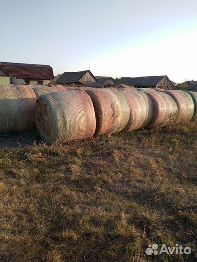 Продам сено в рулонах