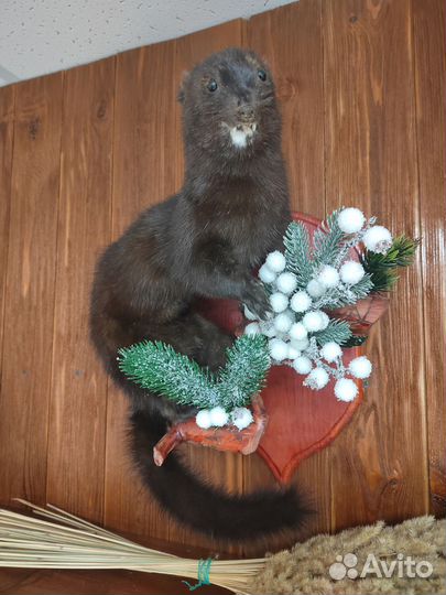 Норка чучело