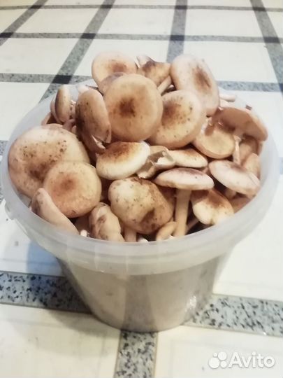 Грибы опята