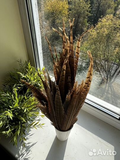 Перья фазана