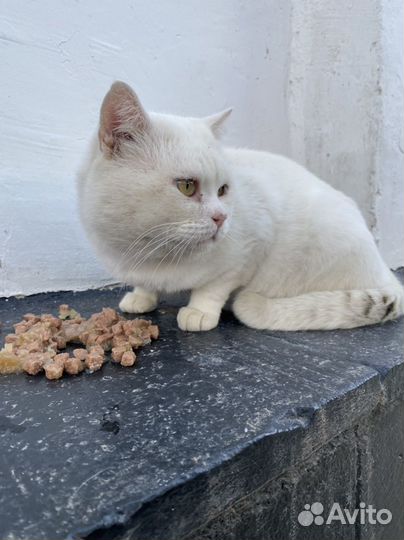 Котик в добрые руки