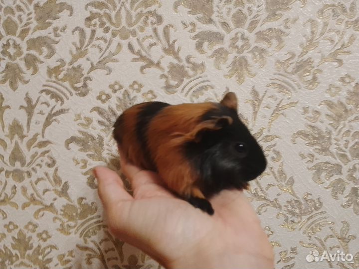 Морская свинка