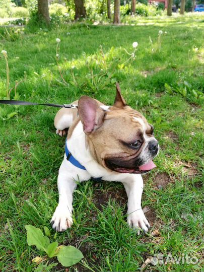 Французский бульдог, вязка