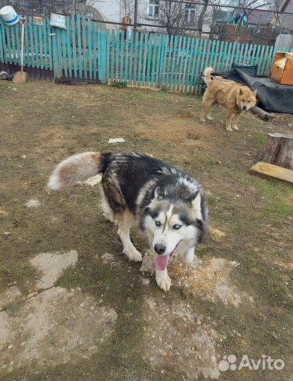 Сибирский хаски