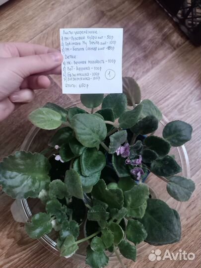 Фиалки сортовые