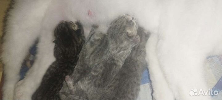 Британка вислоухая