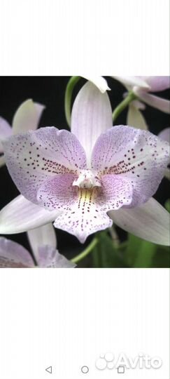 Орхидея Caulocattleya Chantilly Lace 'Twinkle