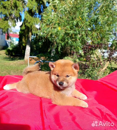 Собаки сиба ину щенки