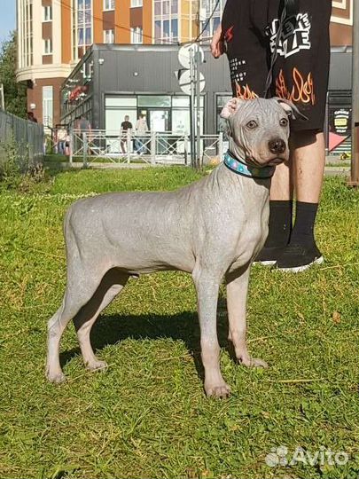 Американский голый терьер щенки