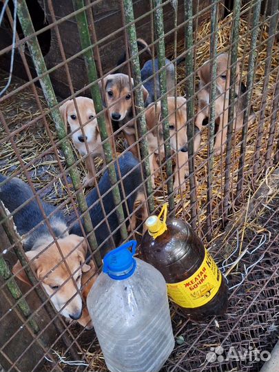 Щенок русской гончей