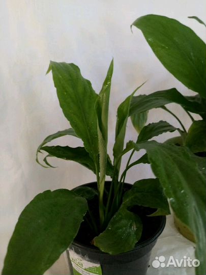 Спатифиллум женское счастье