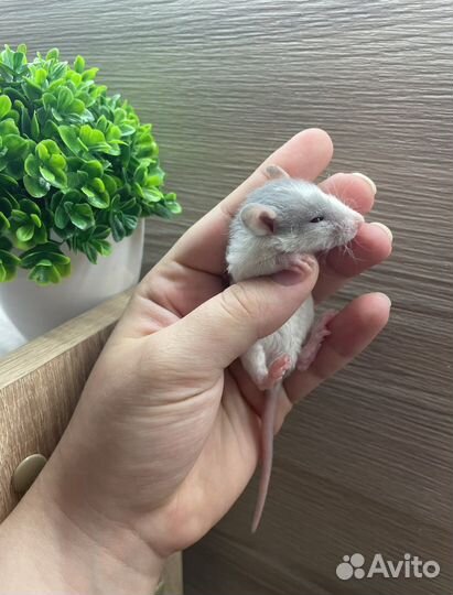 Крысята дамбо