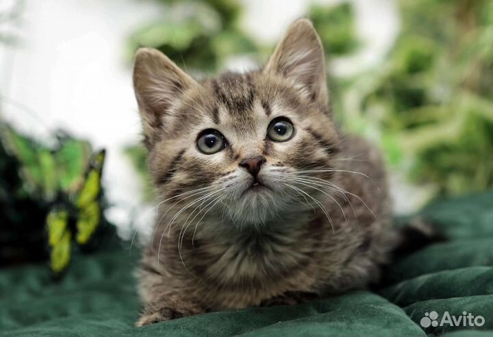 Котенок в добрые ручки