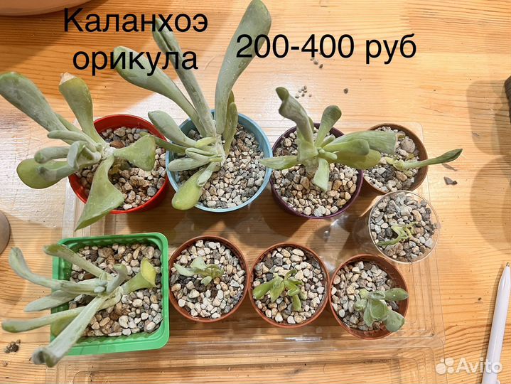 Цветы суккуленты