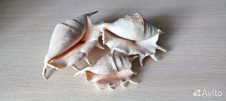 Морские ракушки