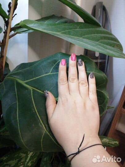 Фикус лирата большой