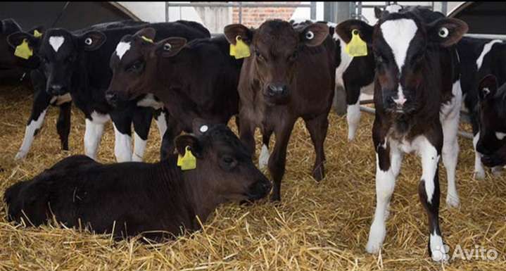 Телята бычки