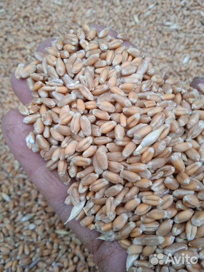 Пшеница фуражная