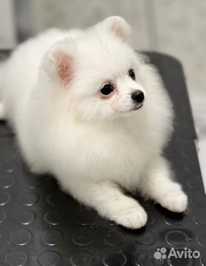 Щенок белого померанского шпица мини
