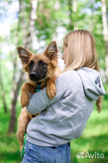 Манго щенок и ужасное детство в приюте