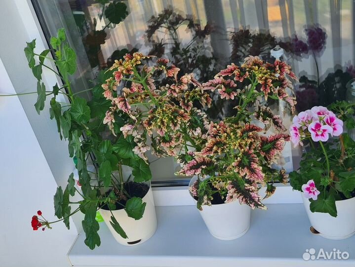 Комнатные цветы