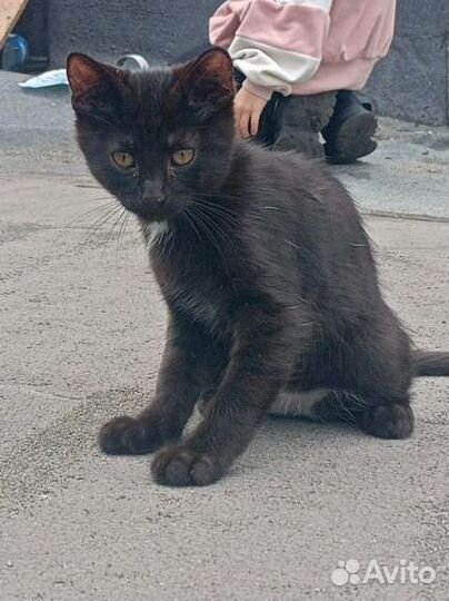 Котëнок, бесплатно, в добрые руки