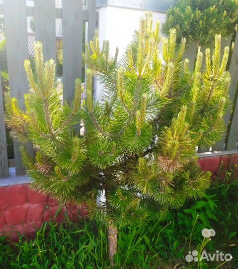 Сосна горная Хамелеон