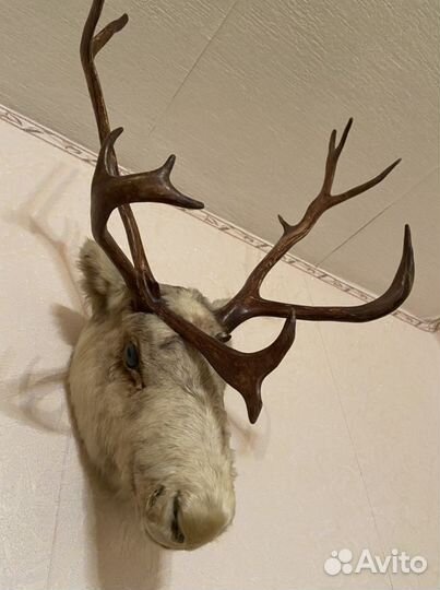 Чучело головы оленя
