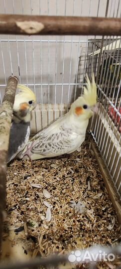 Попугай кореллы