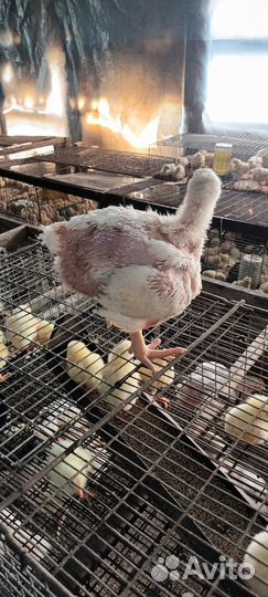 Броллер подрощеный