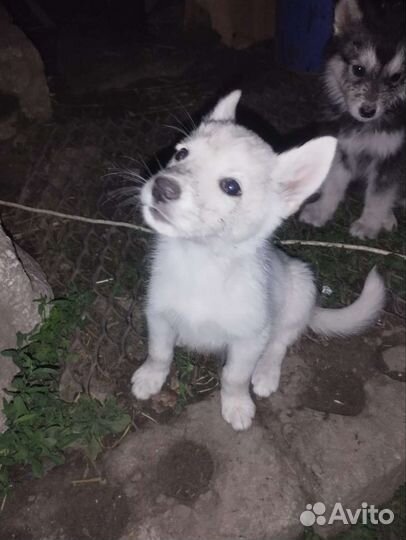 Щенки хаски