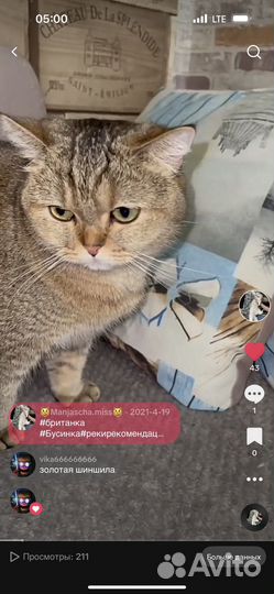 Британская кошка в дар