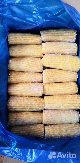 Кукуруза в початках