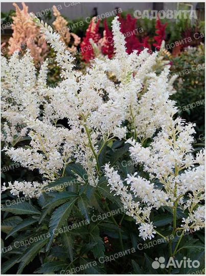 Астильба Дойчланд