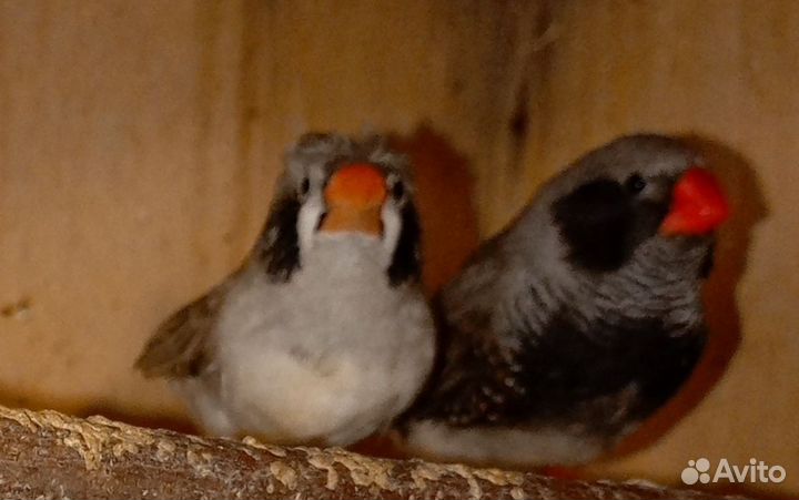 Зебровые амадины пара