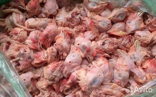 Куриные и утиные субпродукты для себя животных