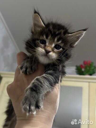 Котята Мейн Кун