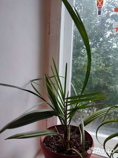 Финиковая пальма с горшком